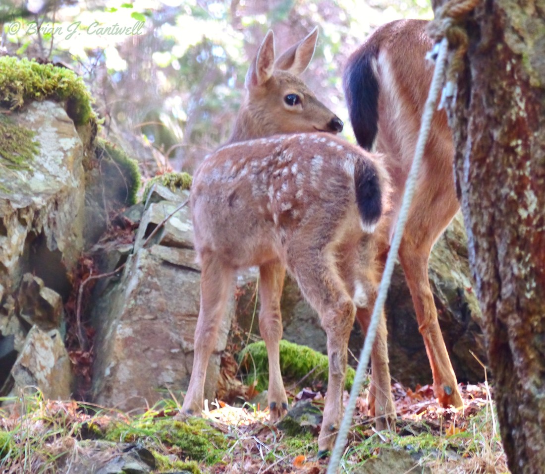 Spotted fawn, Center Island(1).jpg