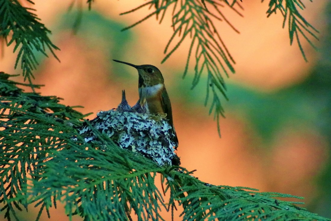 hummingbird nest - Copy