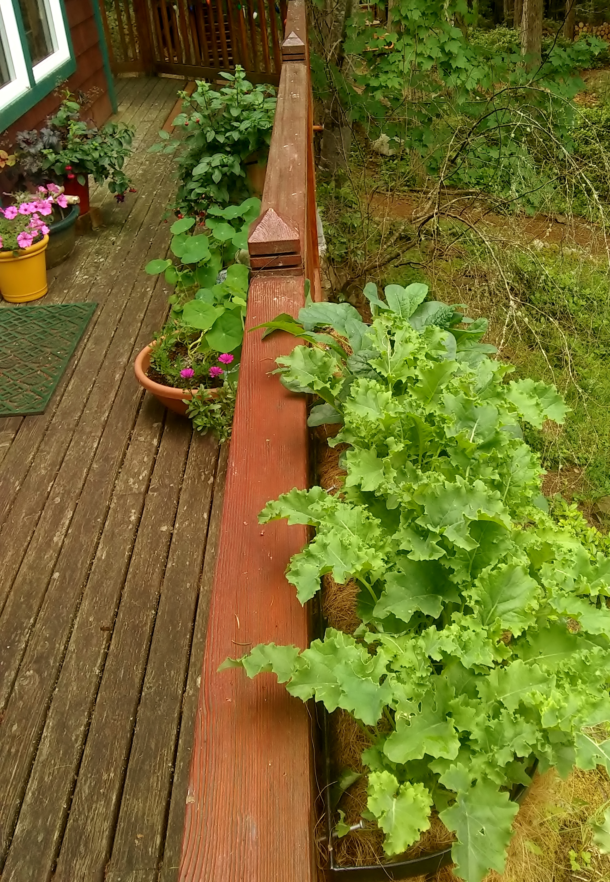 IMG_20200627_091849682-1